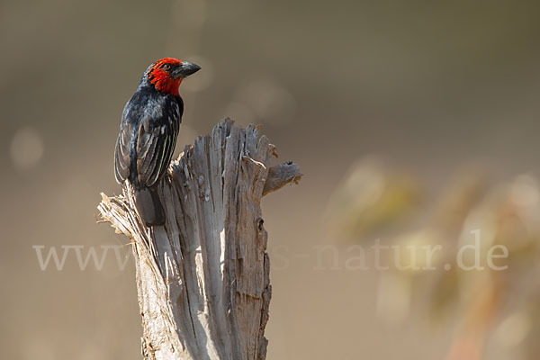 Purpurmasken-Bartvogel (Lybius guifsobalito)