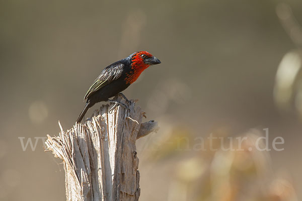 Purpurmasken-Bartvogel (Lybius guifsobalito)