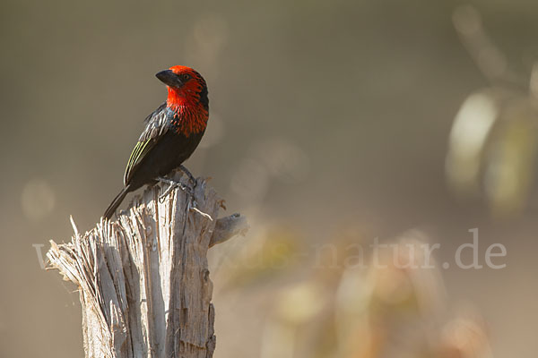 Purpurmasken-Bartvogel (Lybius guifsobalito)