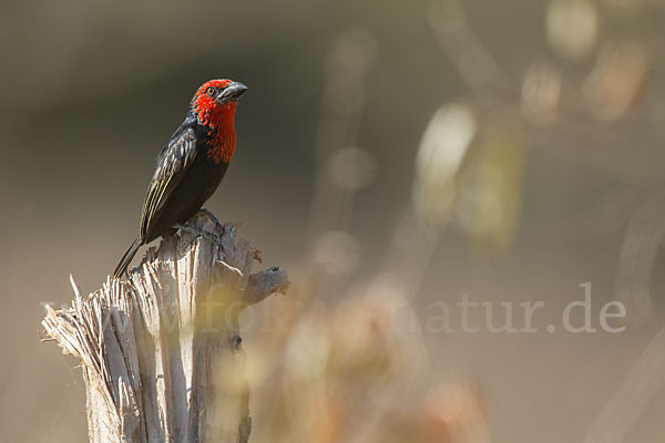 Purpurmasken-Bartvogel (Lybius guifsobalito)