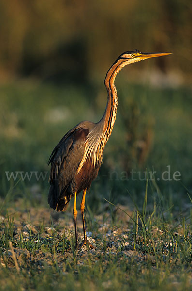 Purpurreiher (Ardea purpurea)