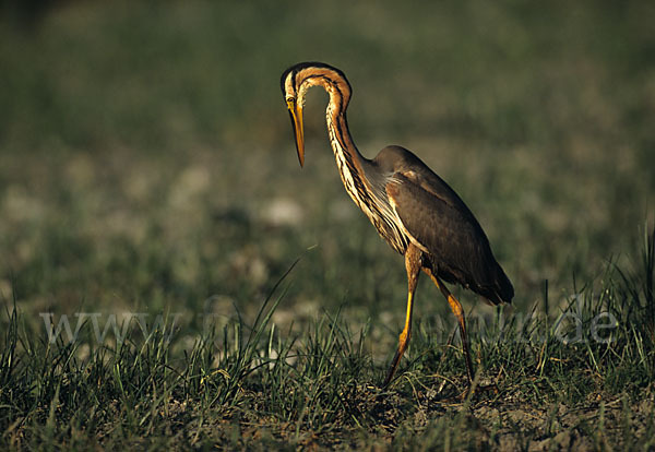 Purpurreiher (Ardea purpurea)