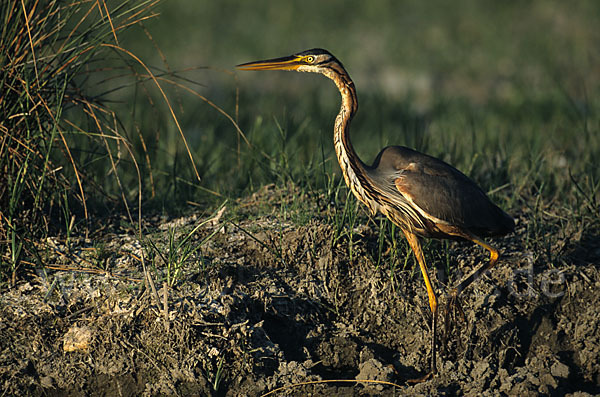 Purpurreiher (Ardea purpurea)