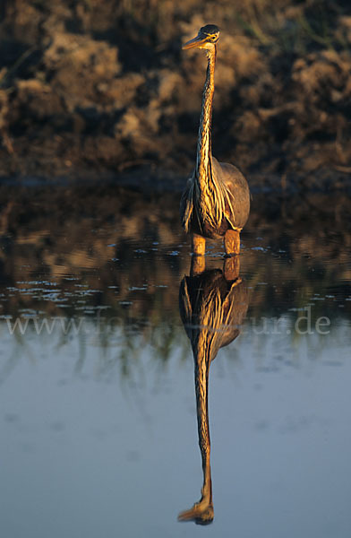 Purpurreiher (Ardea purpurea)