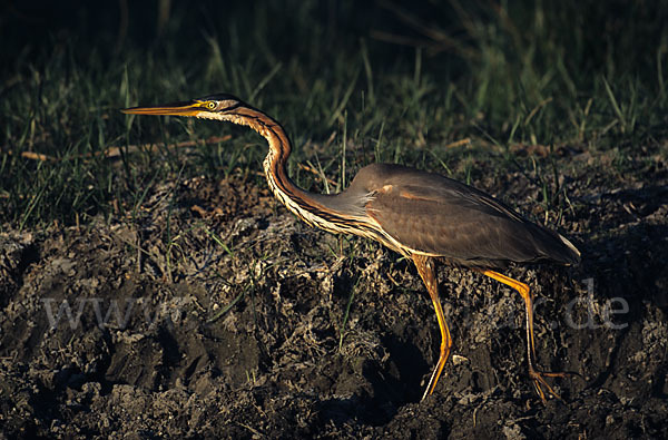 Purpurreiher (Ardea purpurea)