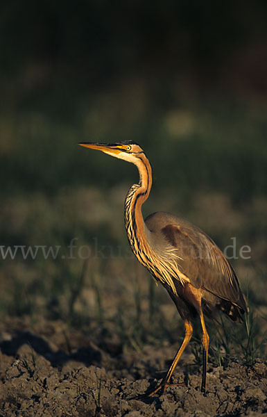 Purpurreiher (Ardea purpurea)