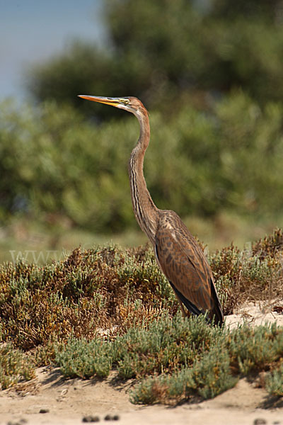 Purpurreiher (Ardea purpurea)