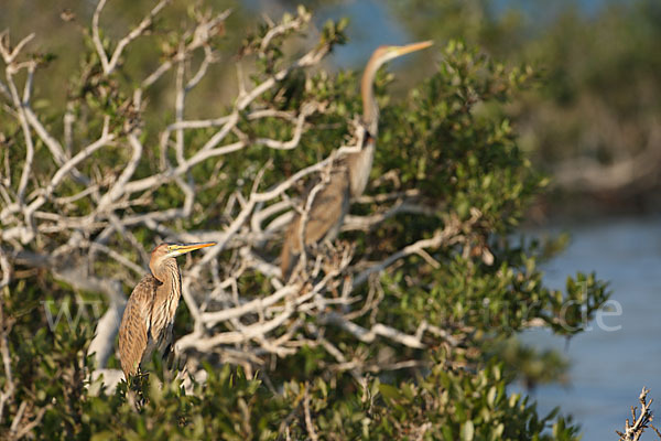 Purpurreiher (Ardea purpurea)