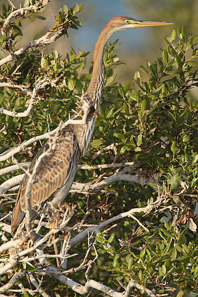 Purpurreiher (Ardea purpurea)