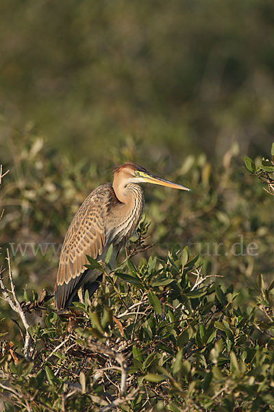 Purpurreiher (Ardea purpurea)