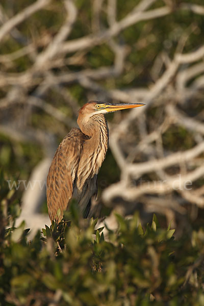 Purpurreiher (Ardea purpurea)