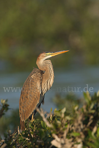 Purpurreiher (Ardea purpurea)