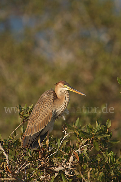 Purpurreiher (Ardea purpurea)