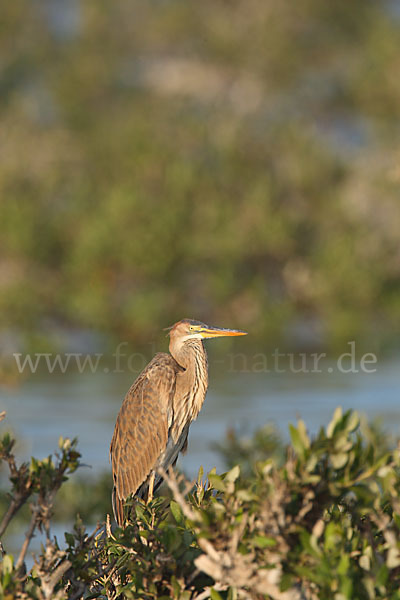 Purpurreiher (Ardea purpurea)