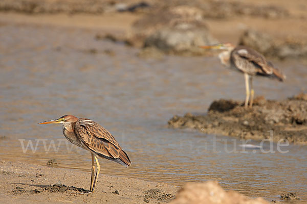 Purpurreiher (Ardea purpurea)