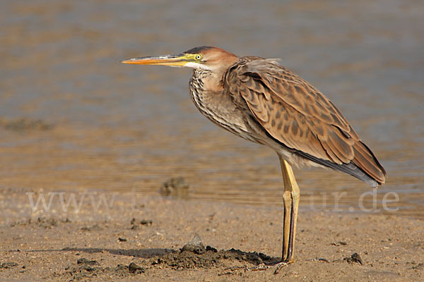 Purpurreiher (Ardea purpurea)