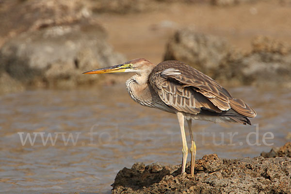 Purpurreiher (Ardea purpurea)