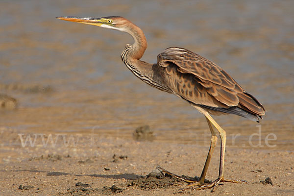 Purpurreiher (Ardea purpurea)