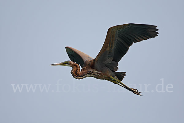 Purpurreiher (Ardea purpurea)