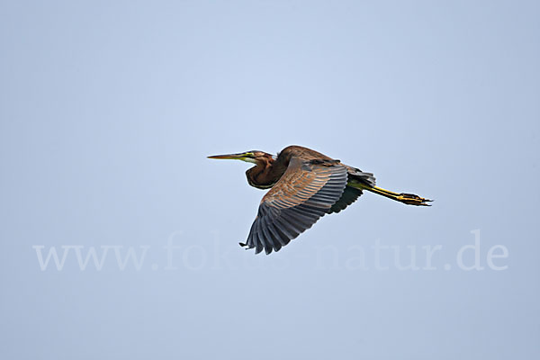 Purpurreiher (Ardea purpurea)