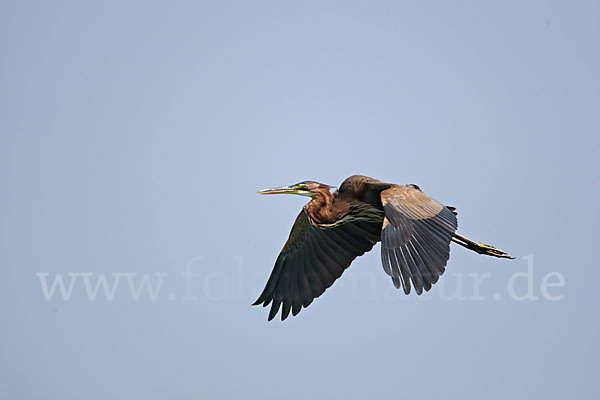 Purpurreiher (Ardea purpurea)