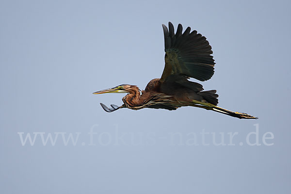 Purpurreiher (Ardea purpurea)