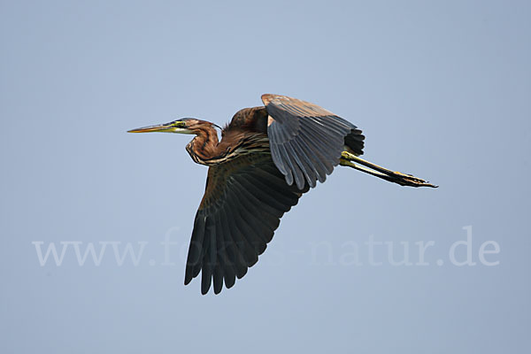 Purpurreiher (Ardea purpurea)