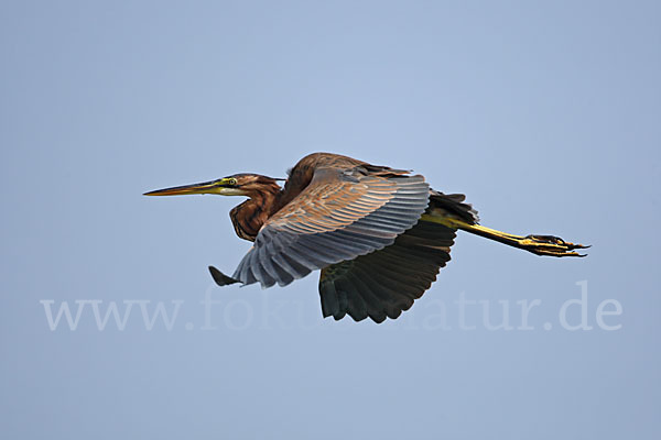 Purpurreiher (Ardea purpurea)