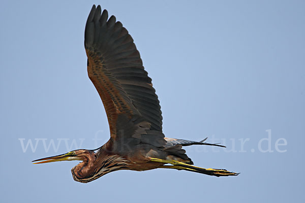 Purpurreiher (Ardea purpurea)