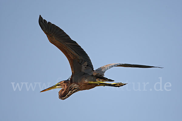 Purpurreiher (Ardea purpurea)