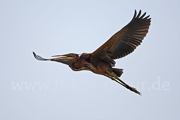 Purpurreiher (Ardea purpurea)