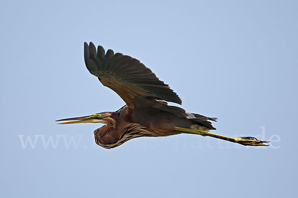 Purpurreiher (Ardea purpurea)