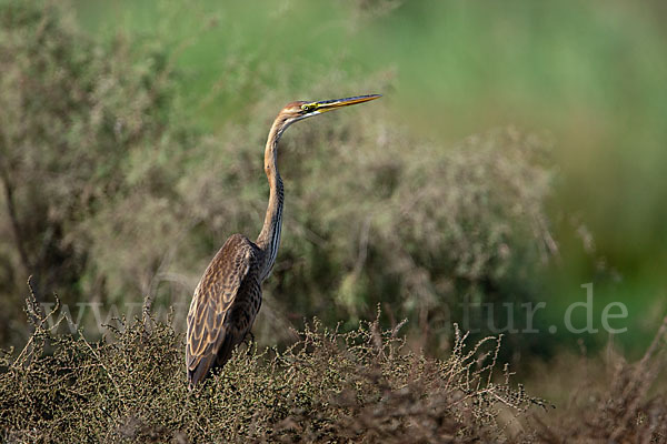 Purpurreiher (Ardea purpurea)