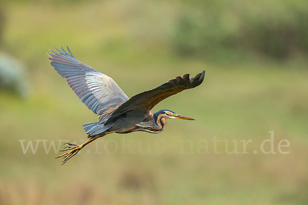 Purpurreiher (Ardea purpurea)