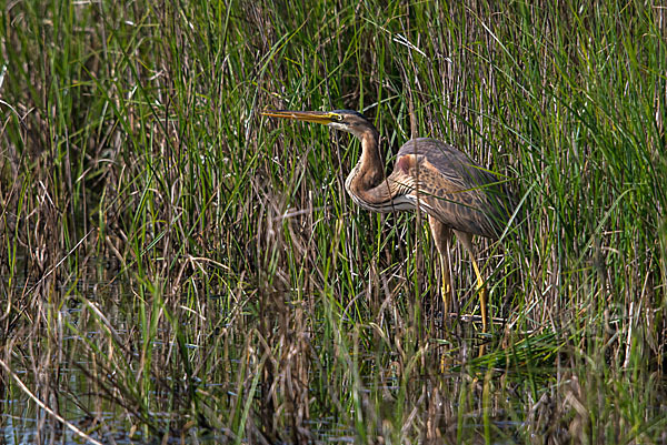 Purpurreiher (Ardea purpurea)