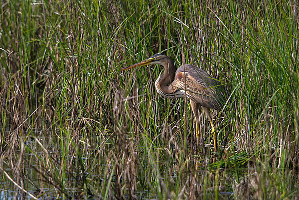 Purpurreiher (Ardea purpurea)