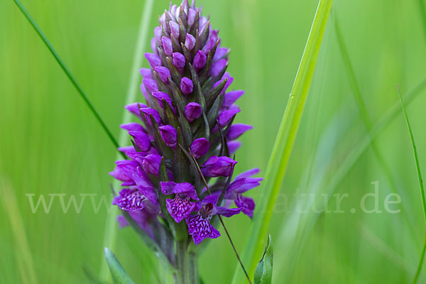 Purpurrotes Knabenkraut (Dactylorhiza purpurella)