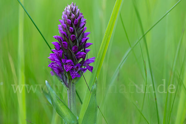 Purpurrotes Knabenkraut (Dactylorhiza purpurella)