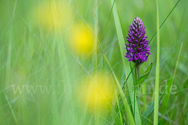 Purpurrotes Knabenkraut (Dactylorhiza purpurella)