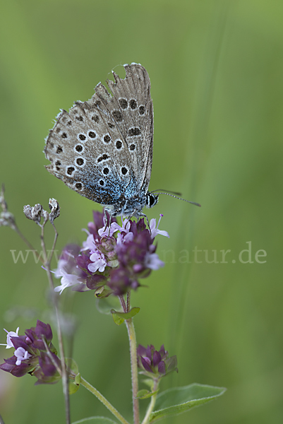 Quendel-Ameisenbläuling (Glaucopsyche arion)