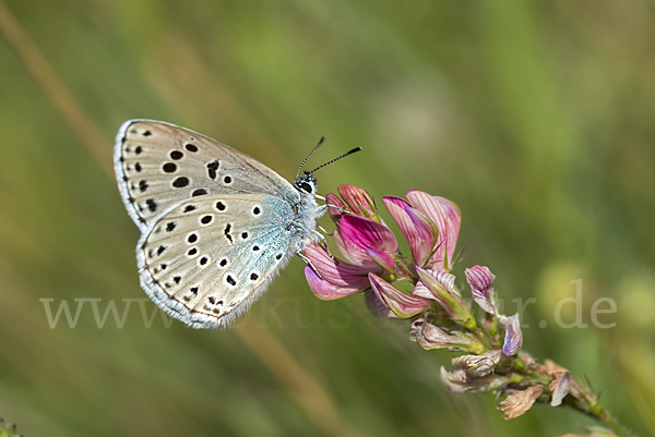 Quendel-Ameisenbläuling (Glaucopsyche arion)