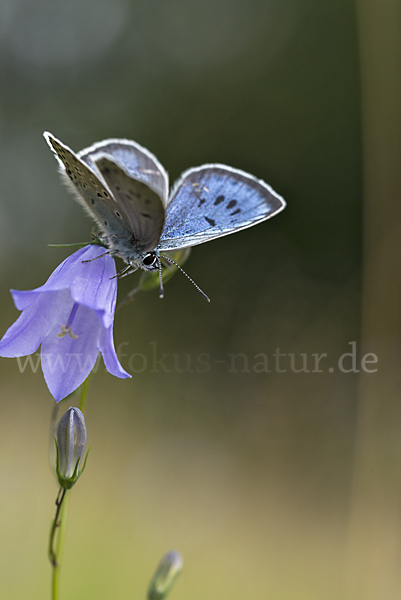 Quendel-Ameisenbläuling (Glaucopsyche arion)