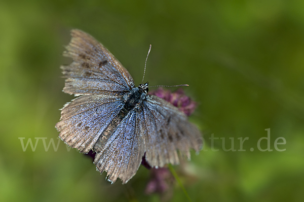 Quendel-Ameisenbläuling (Glaucopsyche arion)