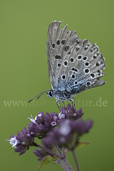 Quendel-Ameisenbläuling (Glaucopsyche arion)