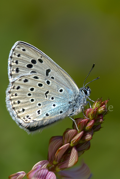 Quendel-Ameisenbläuling (Glaucopsyche arion)