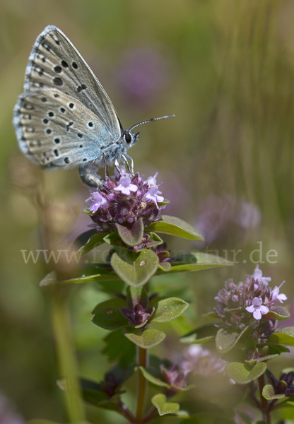 Quendel-Ameisenbläuling (Glaucopsyche arion)