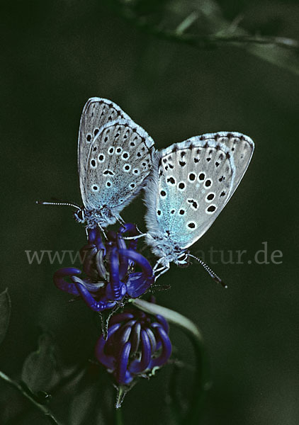 Quendel-Ameisenbläuling (Glaucopsyche arion)