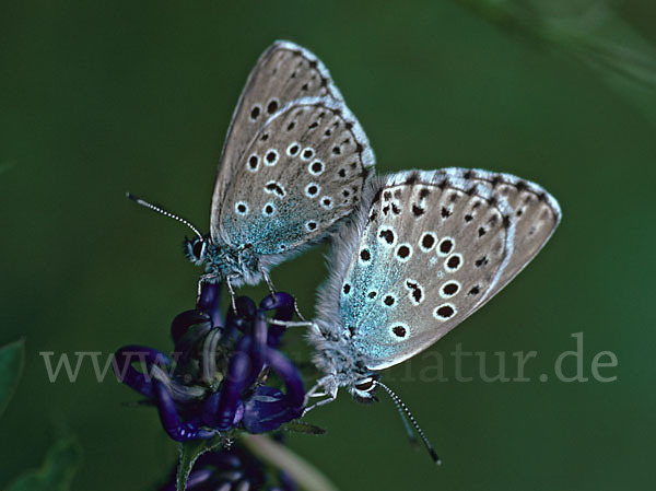 Quendel-Ameisenbläuling (Glaucopsyche arion)