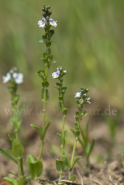 Quendel-Ehrenpreis (Veronica serpyllifolia)