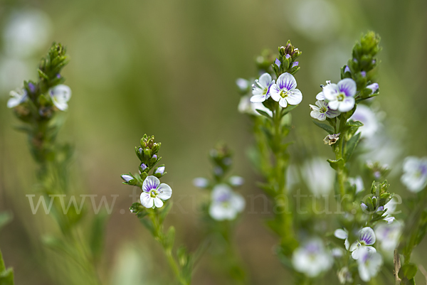 Quendel-Ehrenpreis (Veronica serpyllifolia)